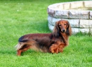 Szczenięta Basima w Estonii