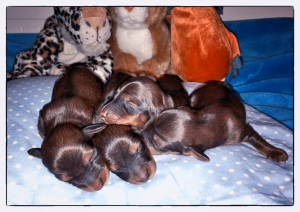 Ł&oacute;dzkie dzieci Basima są już na świecie