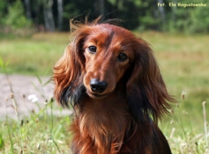 Shergol na wystawie w Warszawie