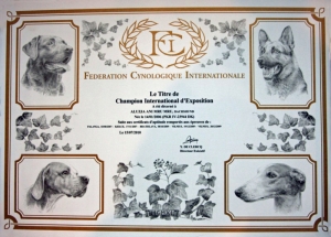 Aluzja interchampionką!