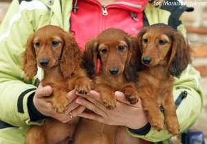 Spotkanie trzech si&oacute;str z miotu E