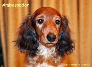 Zdjęcia z Petersburga