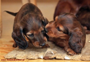 Zabawy maluch&oacute;w