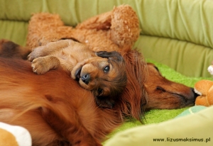 Szczenięca szkoła uwodzenia