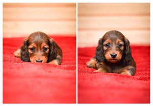 Nowe zdjęcia dzieci Basima i Mii