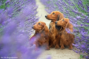 Jamniki długowłose w lawendzie