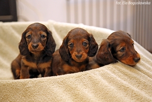 Nowe zdjęcia szczeniąt Shergola