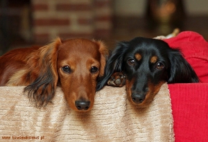Przyjaźń Basimka i Silje