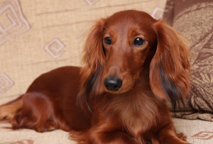Urodziny Alchiego