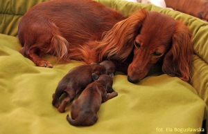 Miot B jest na świecie