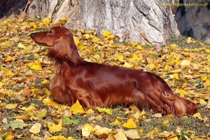 Basim Championem Słowacji