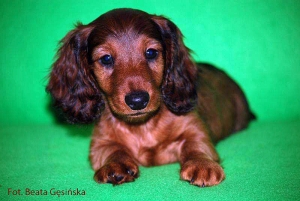 Toruńskie wyprowadzki