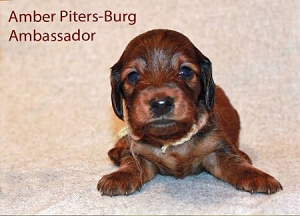 Wieści z Petersburga