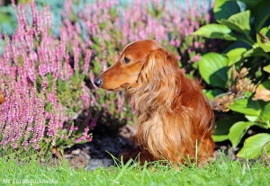 Jamnicze spotkanie w ogrodzie u przyjaci&oacute;ł