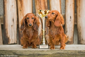 Klubowe wystawy jamnik&oacute;w w Gąsawie