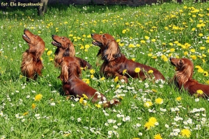 Wśr&oacute;d mleczy i stokrotek