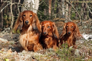 Kampinoski spacer z Nitką i Norką