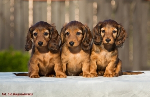 Szczenięta Shergola w hodowli Senergetii