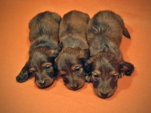 Szczenięta Shergola w Czechach mają miesiąc