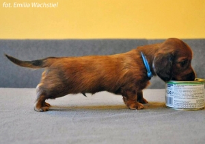 Katowickie dzieci Basima mają już 5 tygodni