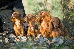 Jamniczy spacer na Kabatach