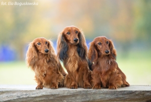 Sesja fotograficzna w skansenie w Maurzycach