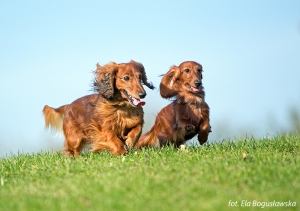 Szaleństwa z Szamanem