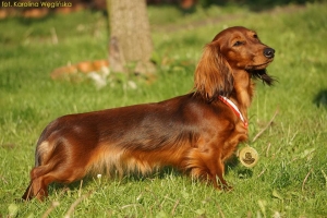 Damai i Amy na międzynarodowych wystawach