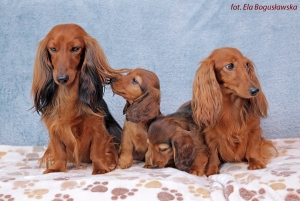 Wizyta siostry z miotu D