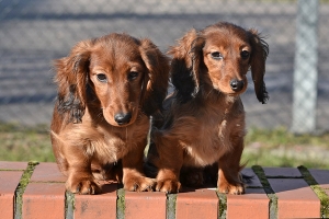 Nowe fotki dzieci Shergola i Hardy