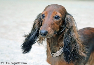 C&oacute;reczka Basima Leia Princess