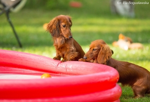 Letnie szaleństwa si&oacute;str