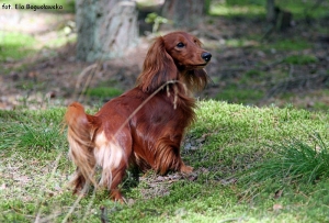 Alchi ma prawie dwa lata