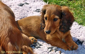 Co słychać u Damai?