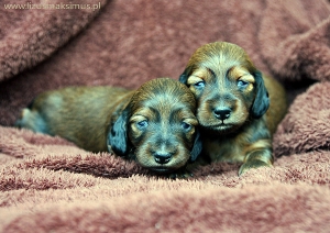 Nowe zdjęcia miotu D