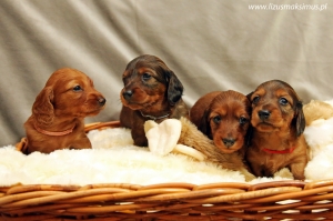 Miot E kończy dziś 4 tygodnie