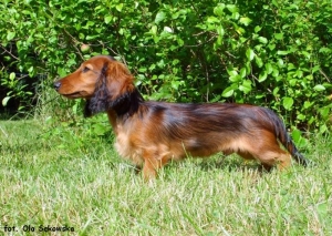 Shergol trenuje przed wystawą