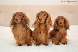 Spotkanie u wnuka Basima