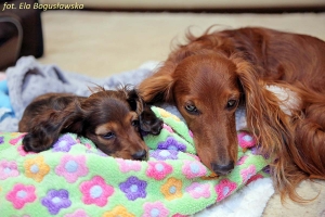 Do Basima przyjeżdża wnuk z Kołobrzegu