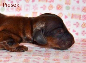 Dzieci Basima w Olsztynie