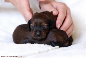 Pierwsze spojrzenie Damai