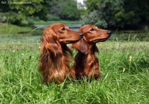 Goście z Petersburga