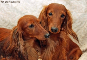 Randka Basima i Pepino's Girl