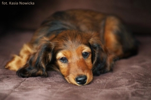 Kolejne zdjęcia ł&oacute;dzkiej Lizuski