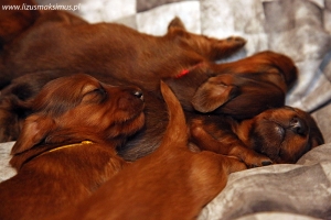 Maluchy Shangri-La i Albano widzą świat