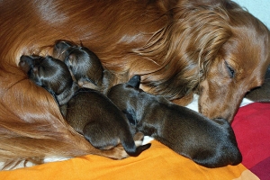 Czeskie dzieci Shergola