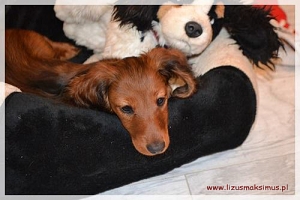 Pozdrowienia od Lajli