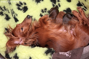 Miot E jest już na świecie