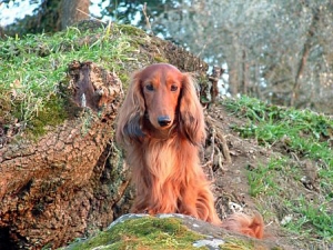 Opowieść o tacie na urodziny