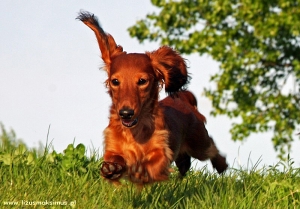 Wiosenne szaleństwa Basimka